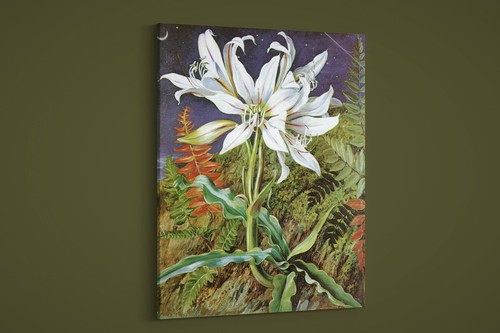 Marianne north - marianne,