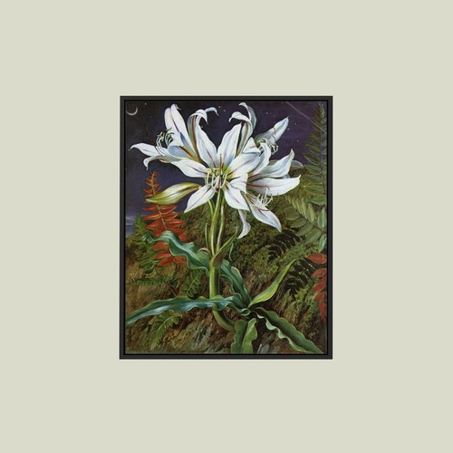 Marianne north - marianne,